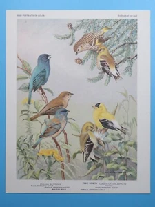Impresión original 1960 Bunting, Siskin, Goldfinch Bird Portraits 6-1/2"x8-1/2" - Imagen 1 de 2