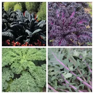 CAVOLO A FOGLIA - CAVOLO VERDE PACCHETTO DA 4 VARIETÀ 145+ semi - SEMI - RESI... - Foto 1 di 2