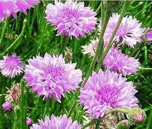 MAÍZ MORADO Centaurea Cyanus - 250 semillas a granel - Imagen 1 de 1