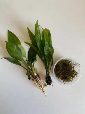 Low-Light, Low-Tech Live Aquatic Plant Bundle- Moss, Java Fern, and Anubias! - Image 1 of 4