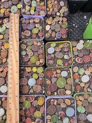 Lithops importados suculentos 1 juego Foto 1 de 2