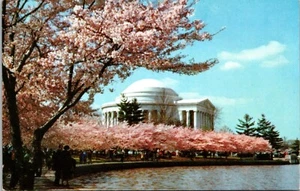 Jefferson Memorial Cherry Tree Blooming Washington D.C. Postcard - Picture 1 of 2
