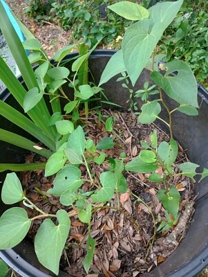 Lizard Tail Plants (Saururus cernuus) 3 Pack Marginal Aquatic Pond Plants 3 Live - Image 1 of 4