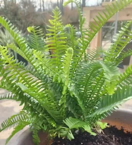KIMBERLY FERN LIVE PLANT BAREROOT STARTER PLANT - Picture 1 of 6