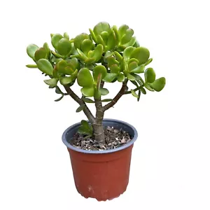 Crassula ovata – Big Jade Plant, 13”Tall, 6in pot,live/real Succulents/Tree - Picture 1 of 6