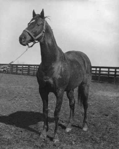 Champion Racehorse MAN O WAR Glossy 8x10 Photo Print Pose Thoroughbred Poster Cover