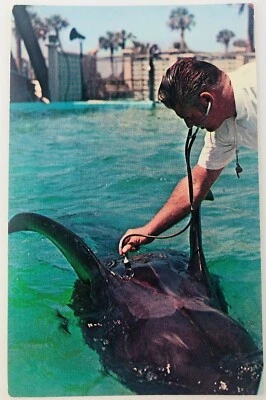 Vintage Marineland Florida FL Doctor Checks Kay The Pilot Whale's Heart  Foto 1 de 4