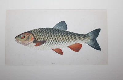 c1895 CHUB Chromolithograph Original Print Fish Angling CXC Antique - Image 1 of 4