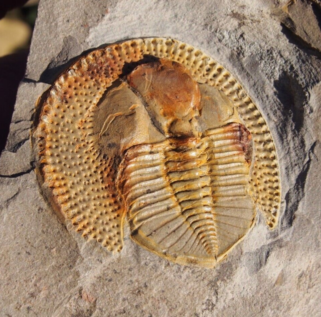 三葉虫 化石 ボリビア産 南アメリカ trilobite 南米産fossil⑨-