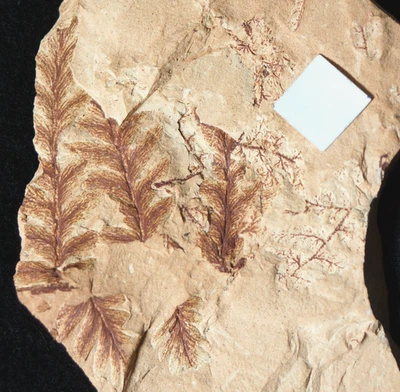 Beautiful Carboniferous plant fossil fern leaf rarer Mariopteris sauveuri ! - Image 1 of 4