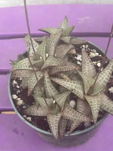 HAWORTHIA VENOSA 6" - Picture 1 of 6