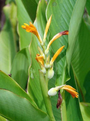 Canna jaegeriana | 橙色 Canna Lily | 10 种子 — 第 1/4 张图片