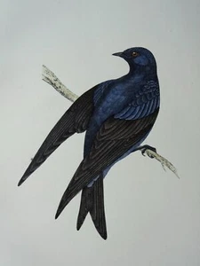 c1870 Antique Print THE PURPLE MARTIN History of British Birds by F.O. Morris - Picture 1 of 3