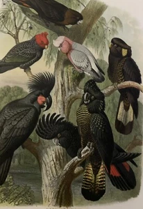 Vogelbilder aus fernen zonen Abbildungen und Beschreibungen der Papageien - Picture 1 of 21