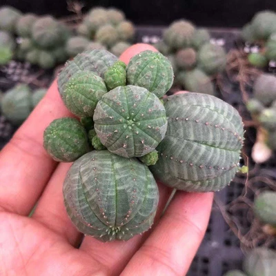 1AM SUCCULENTS Rare Euphorbia - Euphorbia Obesa Small Cluster (2"-3")