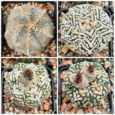 Astrophytum asterias 'Super Kabuto' V-tipe 5-ribs 10seeds 2025 year - Image 1 of 4