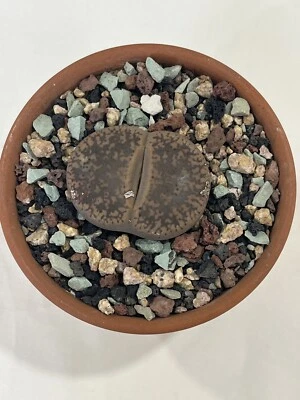 lithops live plants large single head 4cm bare roots  - Image 1 of 3