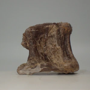 Xiphactinus Wirbel Fossil - Niobrara Kreide Fm. - KS - Kreidezeit - Bild 1 von 8