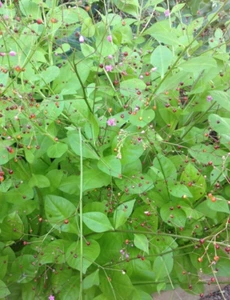 100+ Jewels of Opar seeds ORGANIC / Talinum Paniculatum / Edible Herb FREE S/H - Picture 1 of 1
