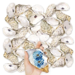 36PCS Oyster Shells 5"-6" Large Oyster Shells Bulk Oyster Shells for Home Dec... - Picture 1 of 8