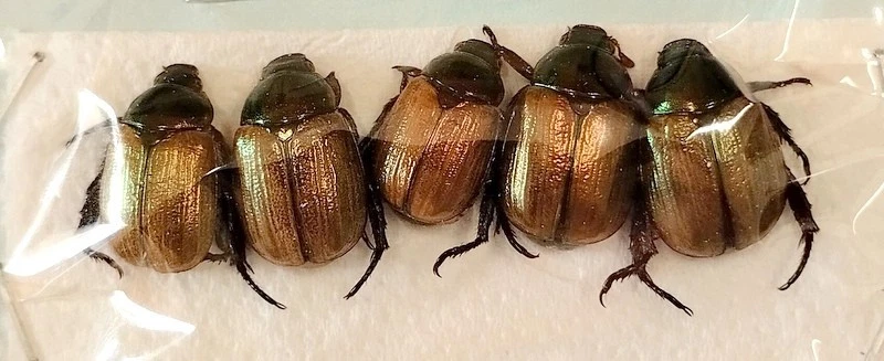 Rutelidae : Mimela junii 5 exx - Italia - Imagen 1 de 1