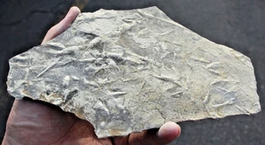 6 verschiedene fossile Vogelspuren • viele Teilspuren - Bild 1 von 9