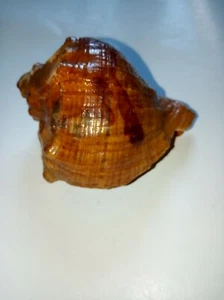SEASHELL RAPANA VENOSA 8.5 sm - Picture 1 of 5
