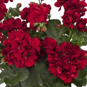 10 Double Red Geranium Seeds Hanging Basket Perennial Flowers Seed Flower 328 - Picture 1 of 12