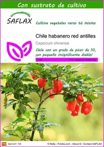 SAFLAX - Chile habanero red antilles - 10 semillas - Con sustrato - Capsicum - Imagen 1 de 5
