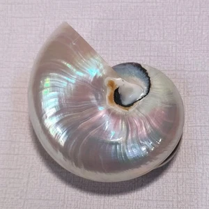 Nautilus Shell Buckle Fashion Accessory for Belt or Scarf - Picture 1 of 7