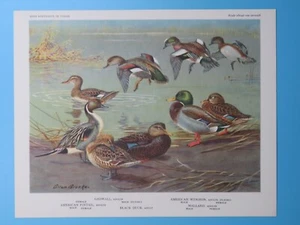 Original 1960 Bird Print Black Duck, Gadwall, Mallard, Pintail 6-1/2"x8-1/2" - Picture 1 of 2