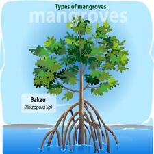 Red Mangrove Store - aquarium Plants Plants- No Refund - View Other Ads