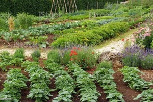 Vegetable Seeds 21 Varieties Garden Emergency Survival Heirloom Seed Kit NON-GMO - Picture 1 of 24
