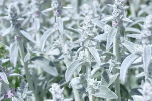 Rabbit Ear Plant Seeds for Planting | 30+ Seeds | - Picture 1 of 2