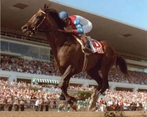 CIGAR AMERICAN CHAMPION THOROUGHBRED RACE HORSE JERRY BAILEY 8X10 PHOTO - Picture 1 of 1