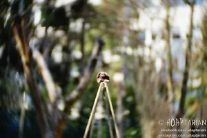 Swirly Petzval bokeh - ŁZK POLKINAR 100/1.8 converted to M39 L39 LTM + focusing - Zdjęcie 1 z 10