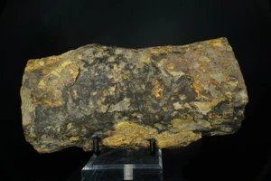 Lepidodendron Scale Tree Fossil / Central States, USA / Carboniferous Fossil Spe - Picture 1 of 3