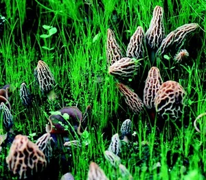 Morel Habitat Kit ® : Backyard Morel Mushroom Grow Kit - S MHK - Picture 1 of 8