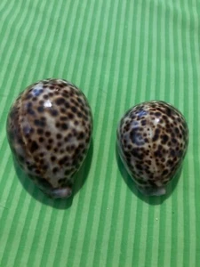 Set 2 Spotted Leopard Cowrie Seashells 2 3" Cypraea Tigris Aquarium Decor Crafts - Picture 1 of 2