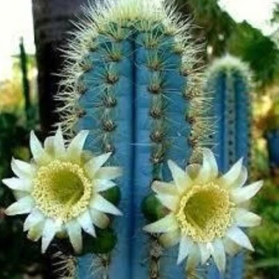 10 x Pilosocereus Azureus Seeds-Blue Torch Cactus-Easy Cactus-Stunning Plant - Image 1 of 2