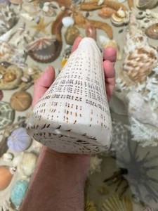 SEASHELL Conus Leopardus 154mm 515gr MONSTER !!!!! - Picture 1 of 10