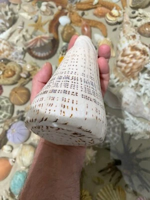 SEASHELL  Conus Leopardus  154mm  515gr MONSTER !!!!! - Image 1 of 4