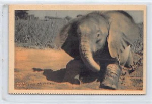 Chad - A young elephant - Publ. Cyprien Fabre - Picture 1 of 2