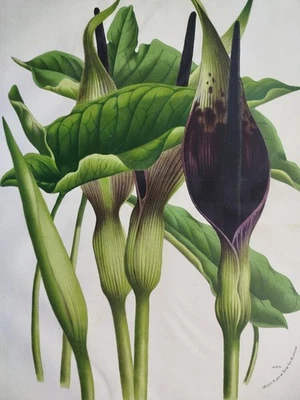Van Houtte Flore de Serres impresión grande Arum dioscoridis - 1870 Foto 1 de 2