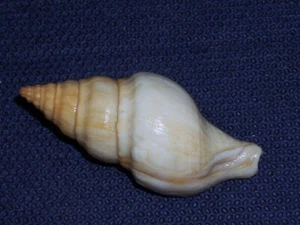 EUTHRIA CORNEA SPECIAL GOLD - Picture 1 of 2