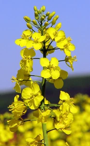 500 SEMI DI COLZA "BRASSICA NAPUS" - Imagen 1 de 1