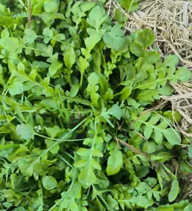 Shepherd's Purse Seeds Ji Cai 荠菜 1400+ Seeds - Picture 1 of 6