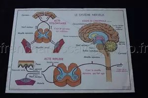 L811 Affiche ecolaire Corps humain peau langue systeme nerveux neurone MDI - Picture 1 of 1