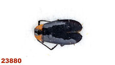 Lampyridae sp.  A1, 5 mm , 1 pc