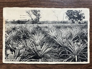 Ripley Pineapple Plantation, Jamaica, BWI Postcard ~ Posted, White Border - Picture 1 of 2